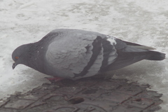 Columba livia