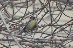 Parus major