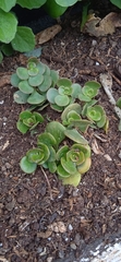 Sedum tetractinum
