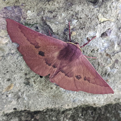 Monoctenia falernaria