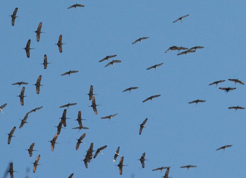 Sandhill Crane photographed in Illinois