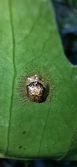 Microctenochira coronata