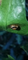 Microctenochira coronata
