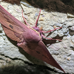 Monoctenia falernaria