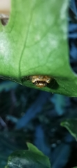 Microctenochira coronata