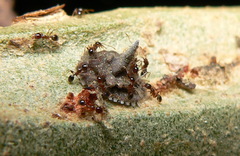 Aspidoproctus