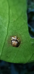 Microctenochira coronata