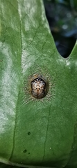 Microctenochira coronata