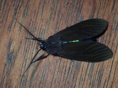 Aclytia