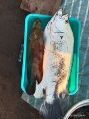 Lobotes surinamensis
