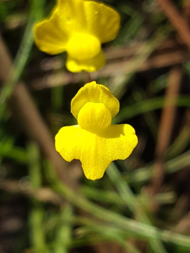 Zigzag Bladderwort