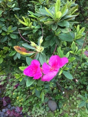 Rhododendron pulchrum phoeniceum