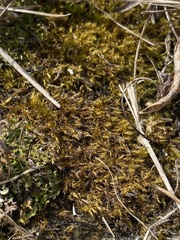 Campylophyllopsis hispidula