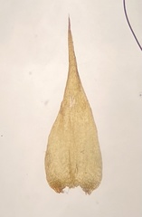 Campylophyllopsis hispidula