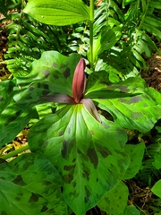 Trillium kurabayashii