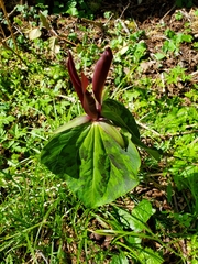 Trillium kurabayashii