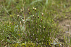 Juncus triglumis