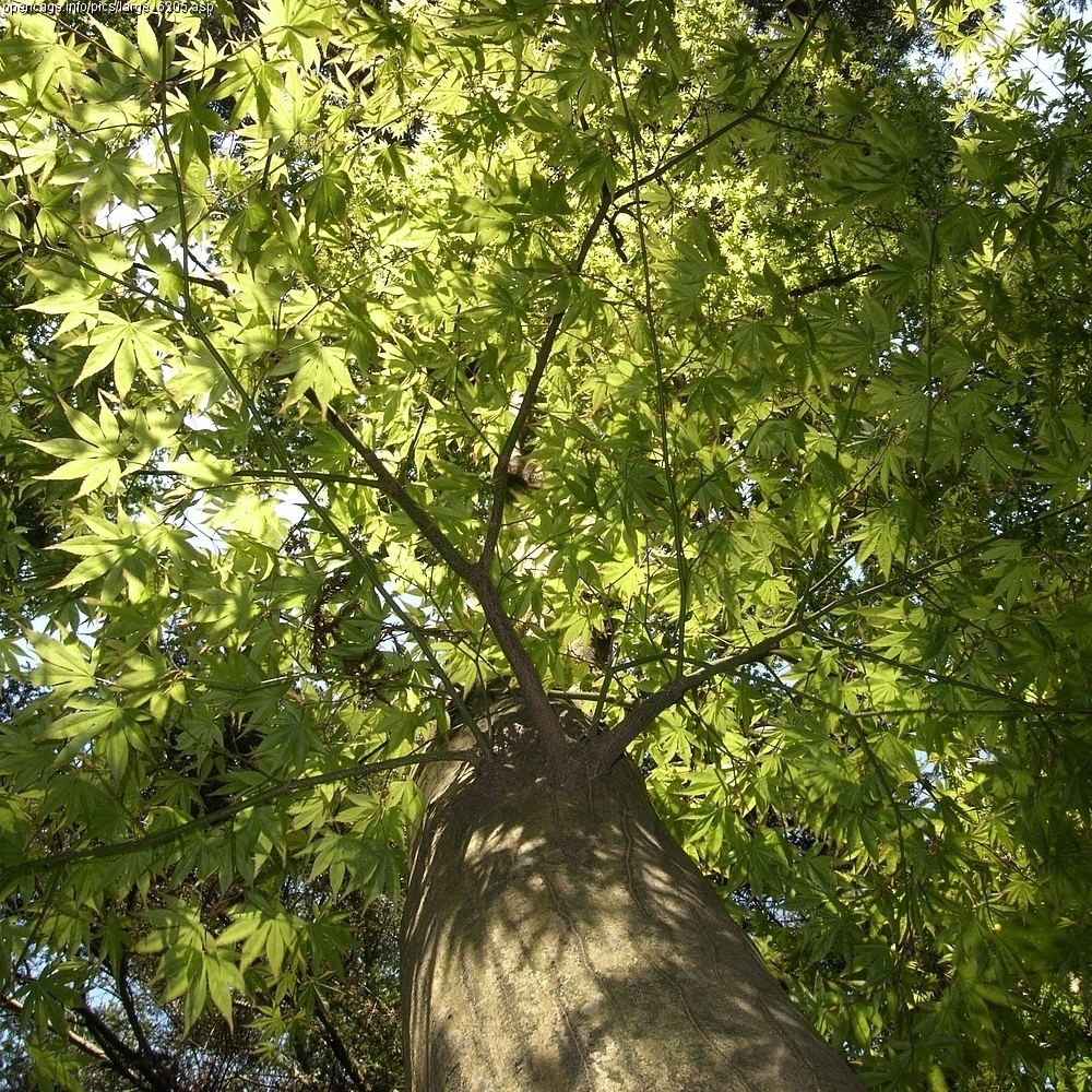 Japanese maple (Invasive Plants of Maryland) · iNaturalist