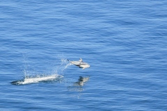 Sagmatias obliquidens