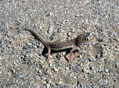 Pachydactylus rangei