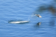 Sagmatias obliquidens