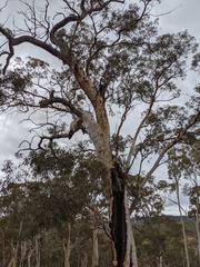 Eucalyptus wandoo