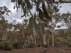 Eucalyptus wandoo