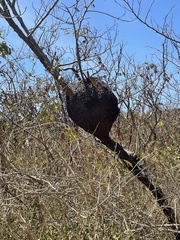 Nasutitermes corniger