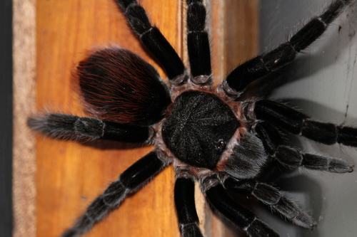 Guatemalan Red-rump Tarantula