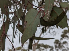 Eucalyptus wandoo