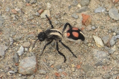 Traumatomutilla centralis