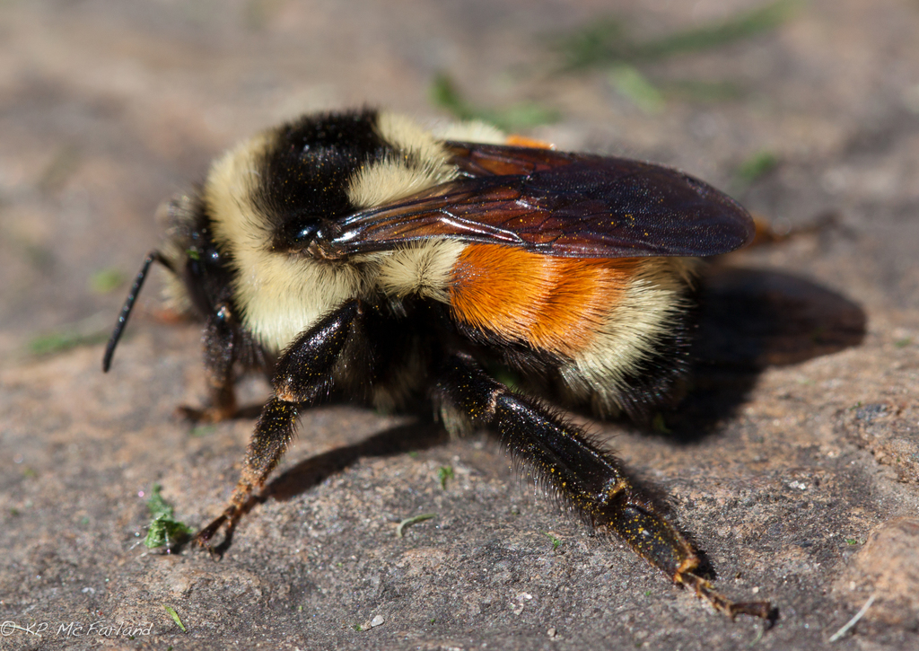 Tri colored Bumble Bee Insects Of Ohio INaturalist