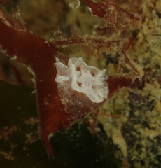 Goniodoris
