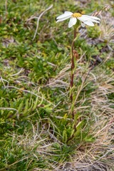 Scapisenecio albogilvus