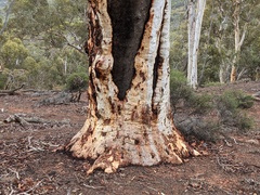 Eucalyptus wandoo