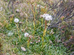 Scapisenecio albogilvus