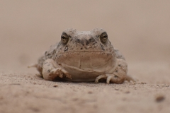 Pleurodema nebulosum