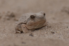 Pleurodema nebulosum