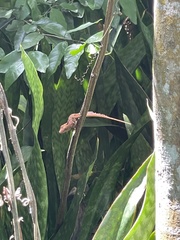 Anolis cristatellus wileyae