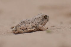 Pleurodema nebulosum