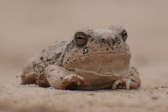 Pleurodema nebulosum