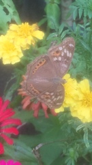 Junonia erigone
