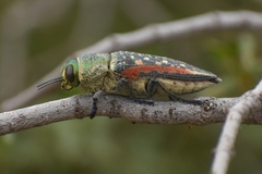 Lampetis plagiata
