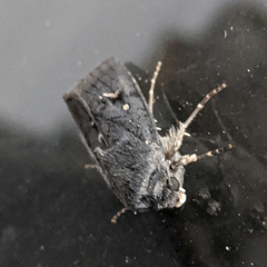 Proteuxoa bistrigula