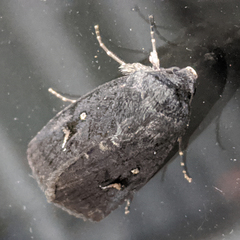 Proteuxoa bistrigula