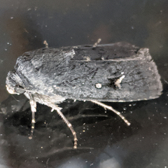 Proteuxoa bistrigula