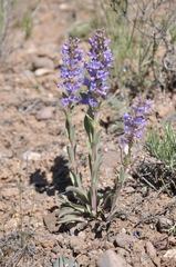 Penstemon cyathophorus