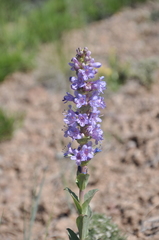 Penstemon cyathophorus