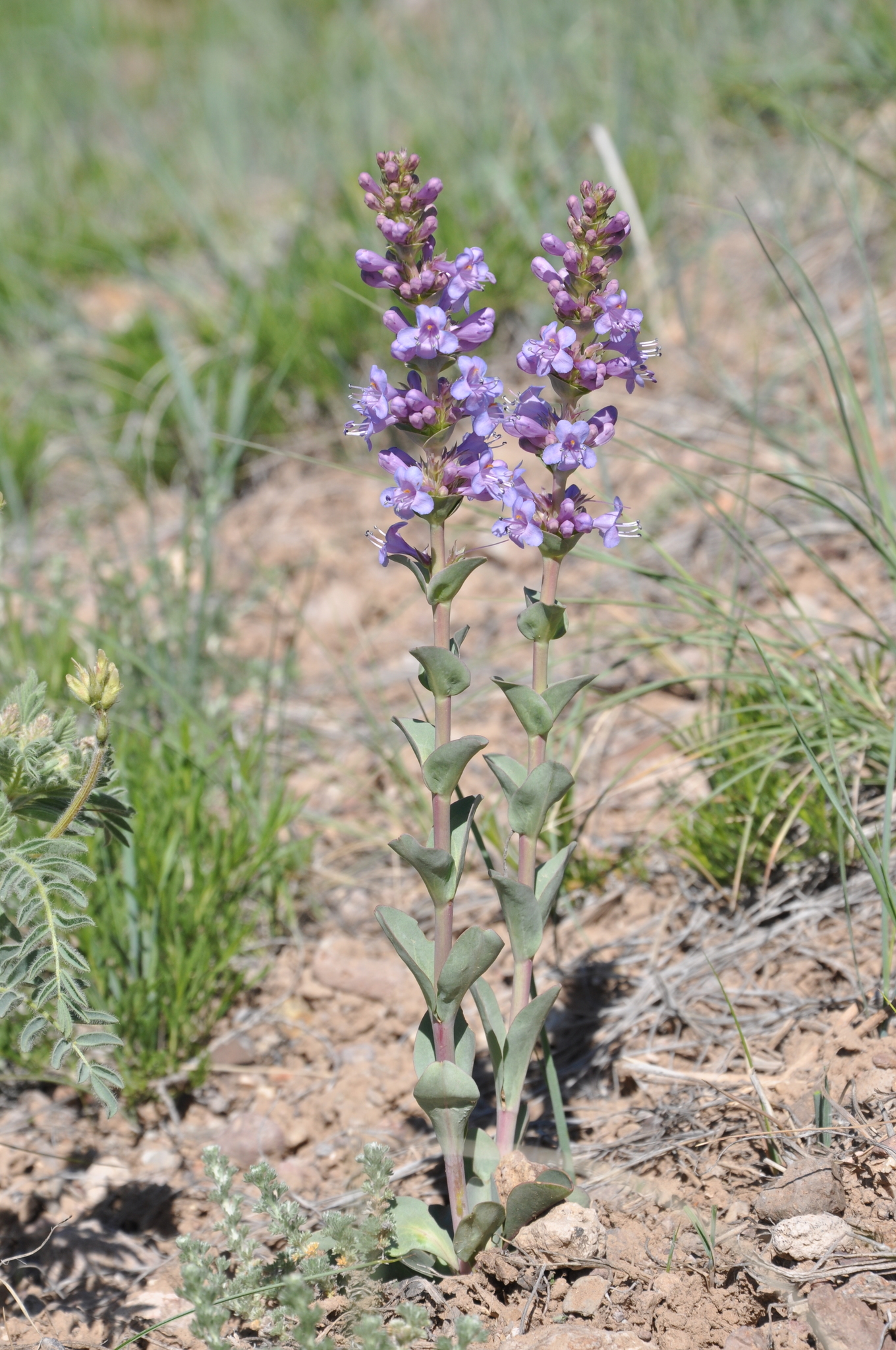 Penstemon cyathophorus