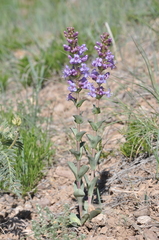 Penstemon cyathophorus